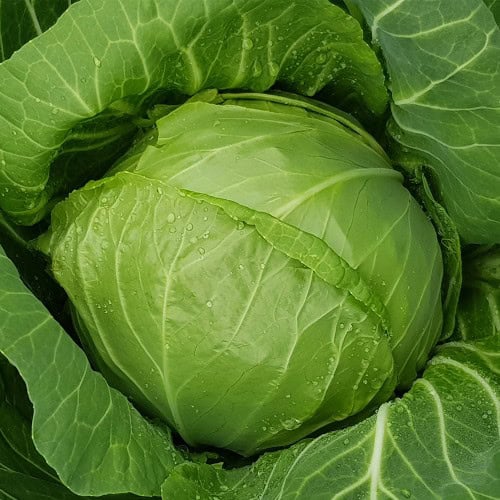 Seminte de varza MAGNUS F1, 2500 seminte