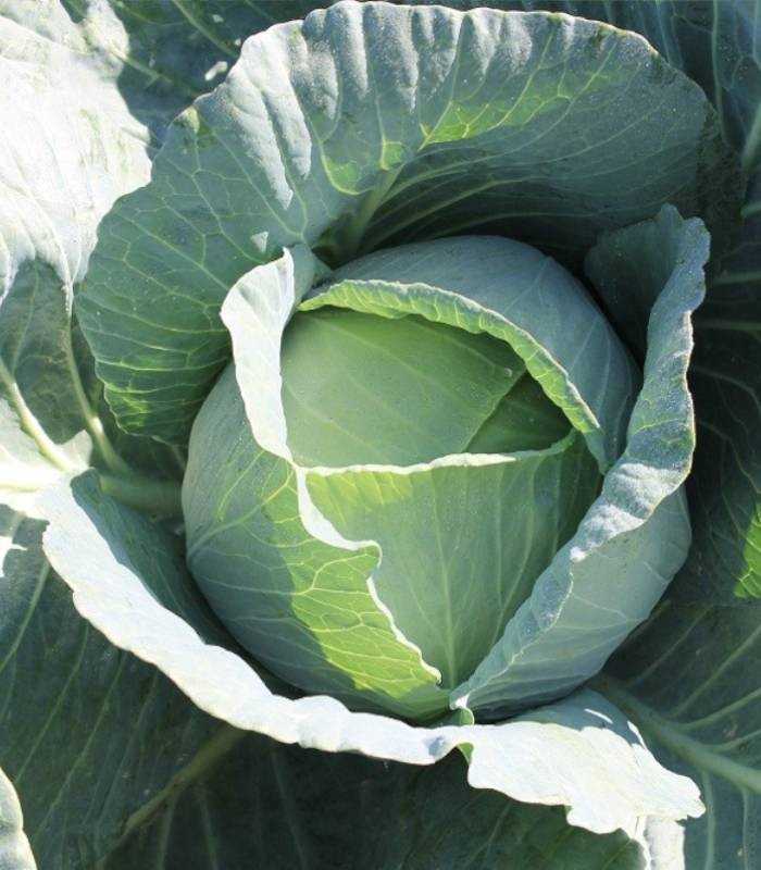 Seminte de varza Victoria F1, 2.500 seminte