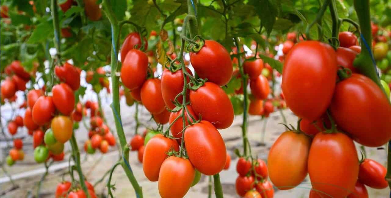 Seminte tomate Vincitori F1 500 sem