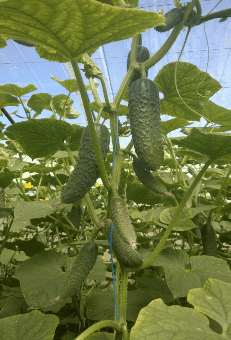 Castraveți Severin F1 NOU 15g