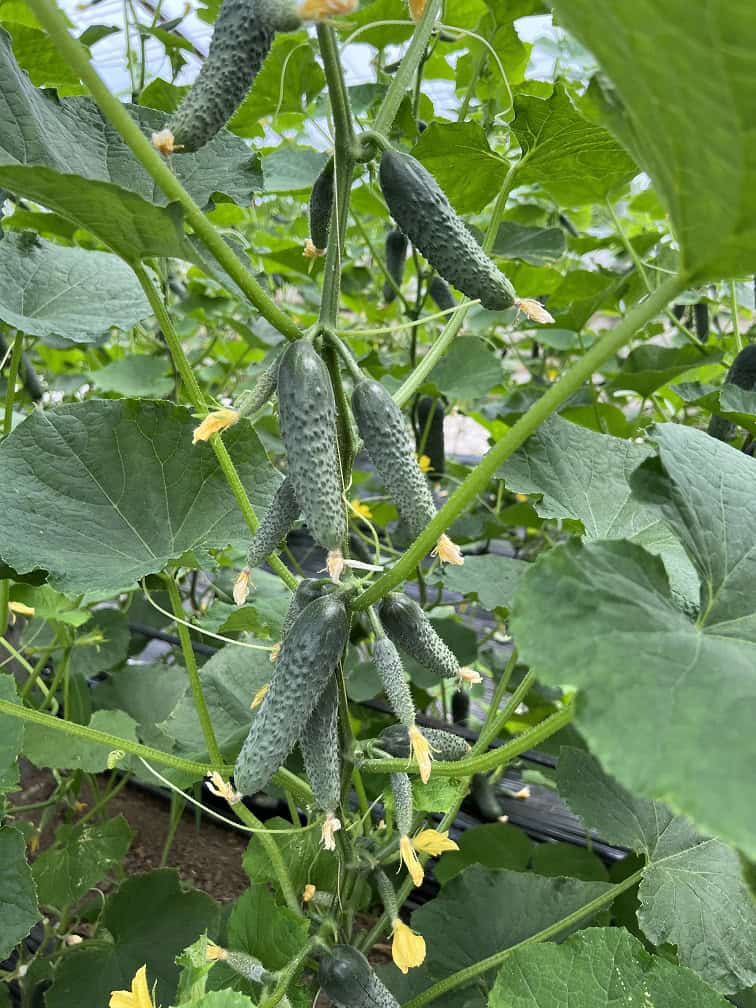 Castraveți Erlend F1 – NOU  500 seminte