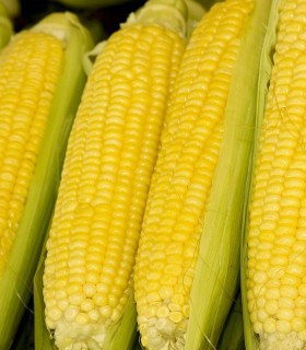 GSS 5649 F1 Seminte de porumb zaharat Syngenta 2500 seminte