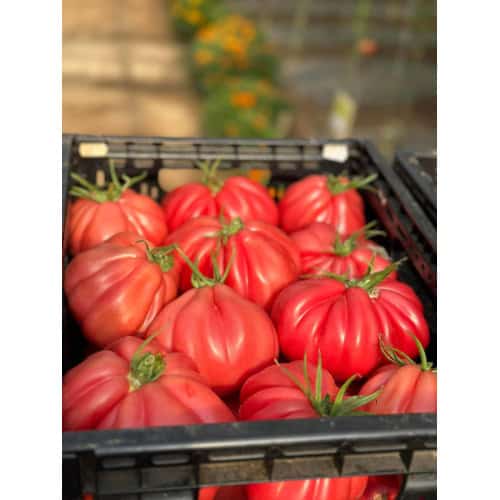 SEMINTE DE TOMATE MAMIPINK F1 100 seminte