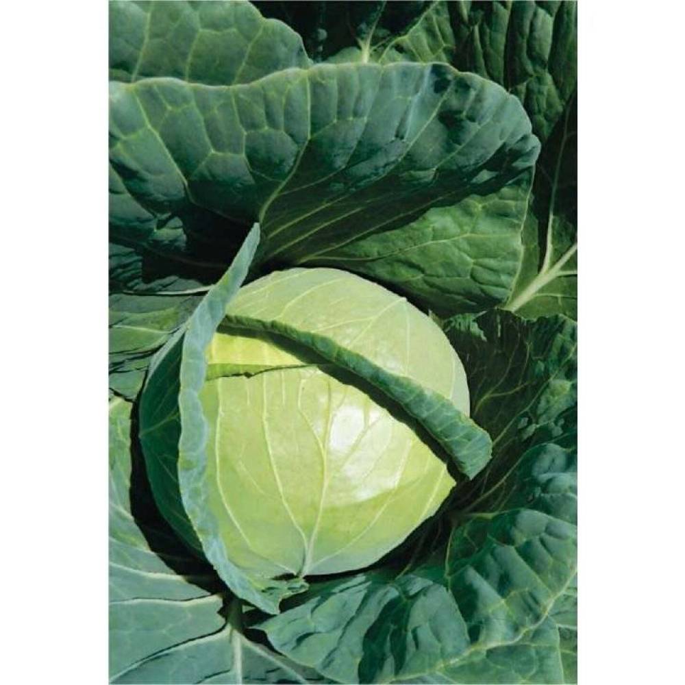 Varză PRUKTOR F1 (2500 sem) Syngenta – Hibridul ideal pentru murat și depozitare